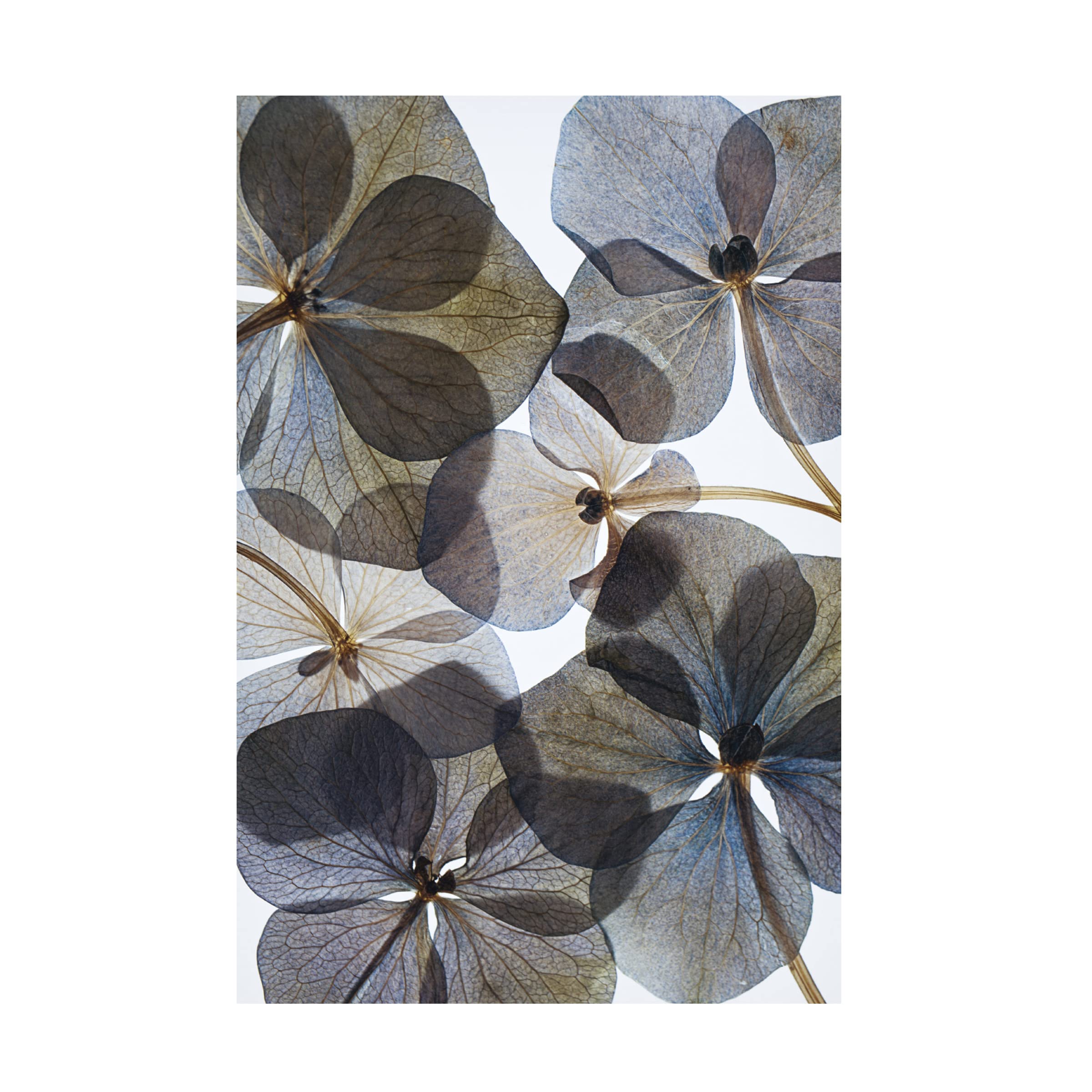 Lenka's 'Botanical 21' Floral Canvas Wall Art Print - Modern Home Decor for Living Room, Bedroom & Office | Trademark Fine Art Collection