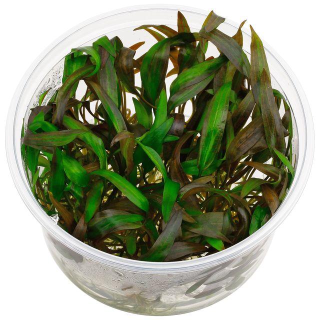 TCulture Cryptocoryne Wendtii Affinis Red Live Aquarium Plant (TC Cup) - Perfect for Freshwater Fish Tanks, Aquascaping & Low-Tech Planted Aquariums