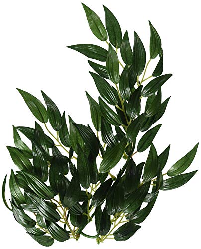 Ruscus