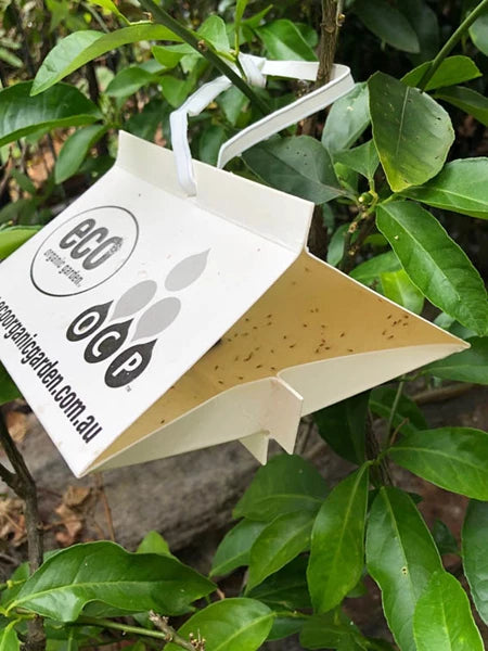 Eco CLM Trap - Effective Citrus Leafminer Protection for Organic Gardens | Natural Pest Control for Lemon, Orange & Lime Trees