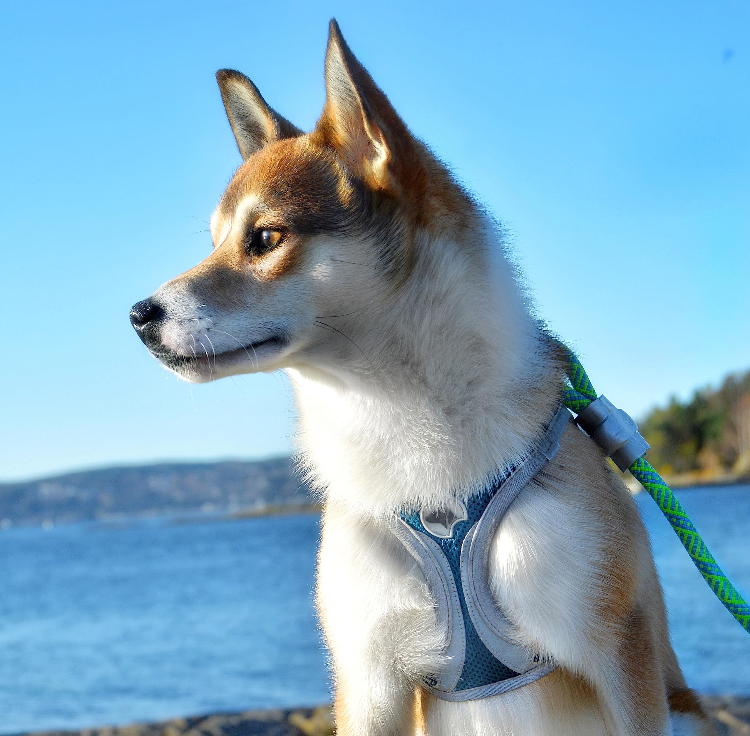Croci Reflective Hiking Harness for Dogs - Medium Size, Red Safety Vest with High Visibility for Night Walking, Camping & Outdoor Adventures