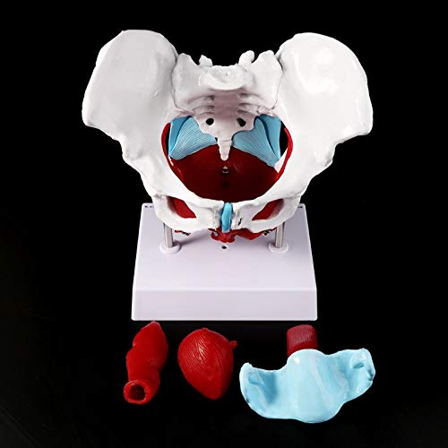 Female Pelvis Model with Removable Uterus & Ovaries - Anatomical Pelvic Floor Muscle Teaching Model for Medical Education, Nursing Training & Physical Therapy Practice