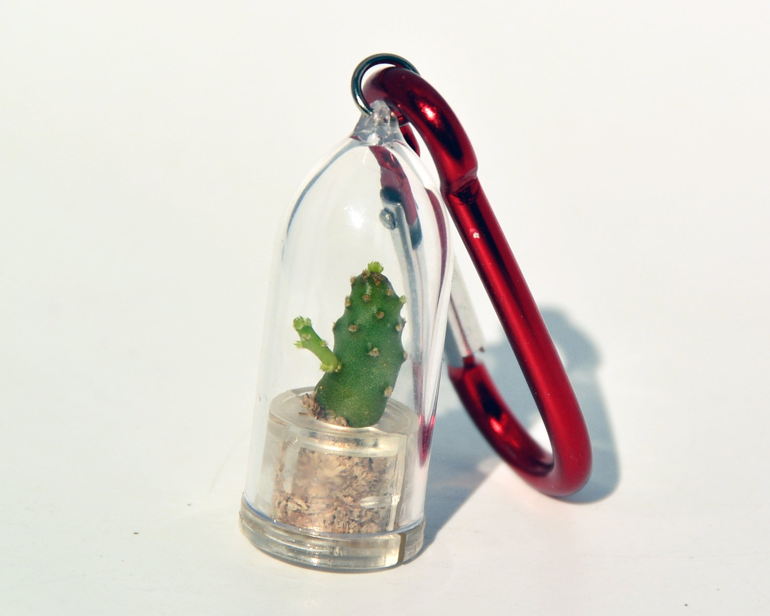 Live Terrarium Plant Necklace - Baby Baobab Cactus Pendant with Red Clip | Unique Living Succulent Jewelry for Women | Perfect Gift for Plant Lovers, Boho Fashion & Nature-Inspired Accessories | Wear to Festivals, Weddings or as Everyday Statement Piece