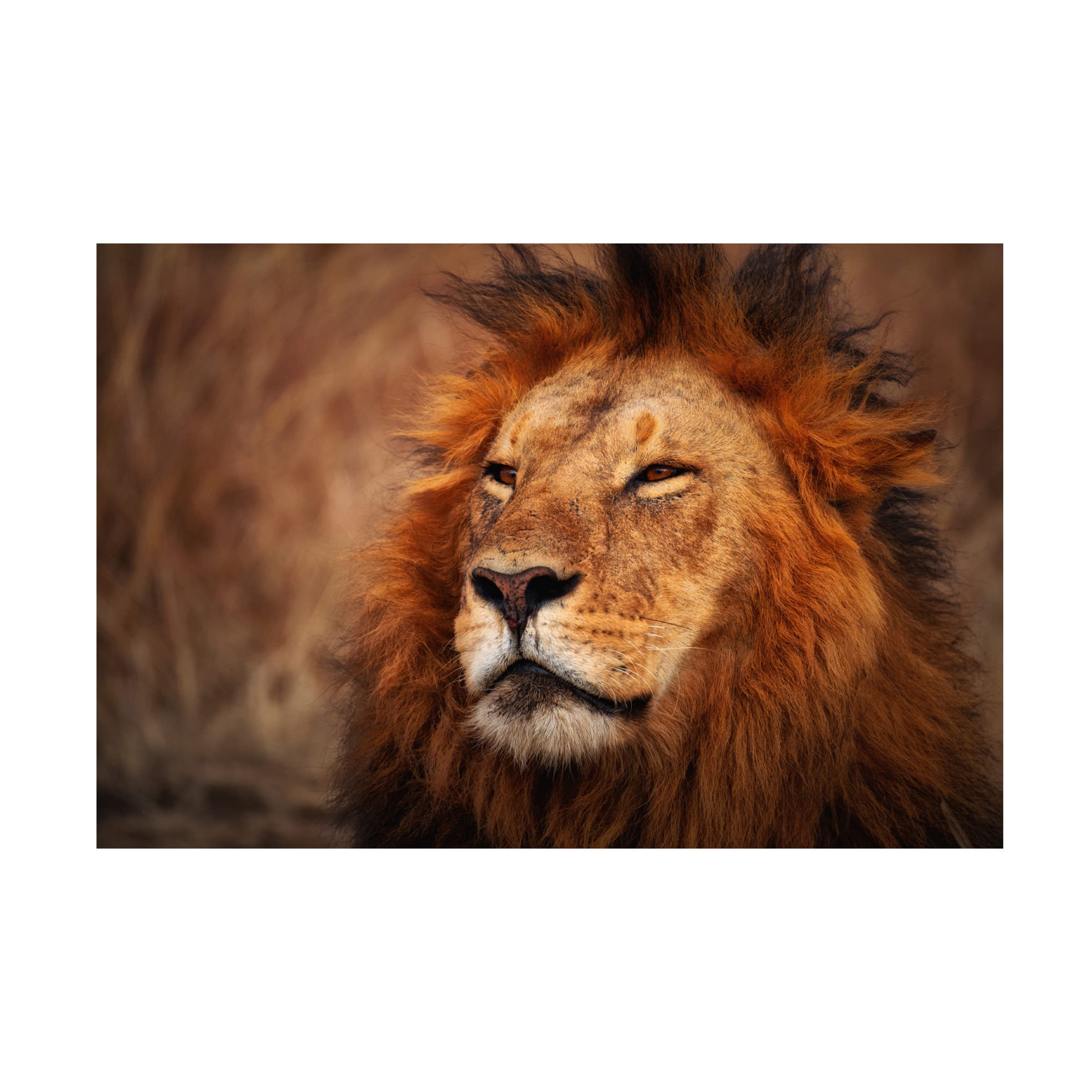 Trademark Fine Art 'Maridadi' Canvas Wall Art by Mohammed Alnaser - Elegant African-Inspired Home Decor for Living Room & Bedroom