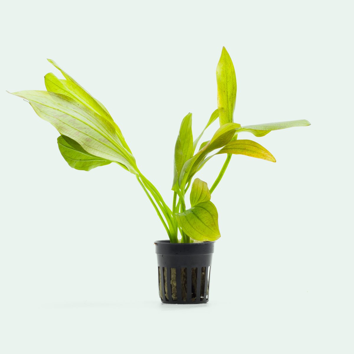 Echinodorus Ozelot Green Live Aquarium Plant - Freshwater Aquatic Plant for Fish Tanks & Aquascaping | Perfect for Beginners, Low Light Aquariums & Natural Decor