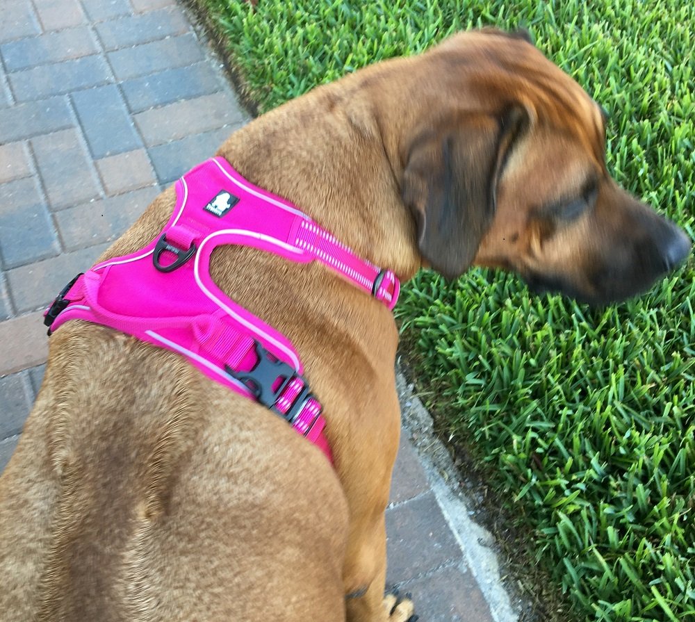 Chai's Choice No-Pull Dog Harness Vest - Medium Size Fuchsia | Adjustable Soft Padded Pet Harness with 3M Reflective Strips | Escape-Proof & Choke-Free Design for Small to Medium Dogs | Perfect for Walking, Running, Hiking & Nighttime Safety