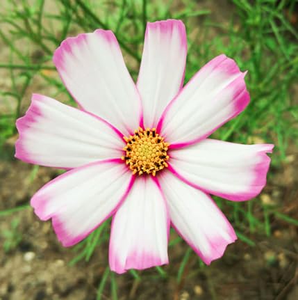 1000 Cosmos Candystripe Flower Seeds - Long Blooming Annuals for All Growing Zones (4-5 Feet Tall) - Perfect for Garden Borders, Cut Flowers & Pollinator Gardens