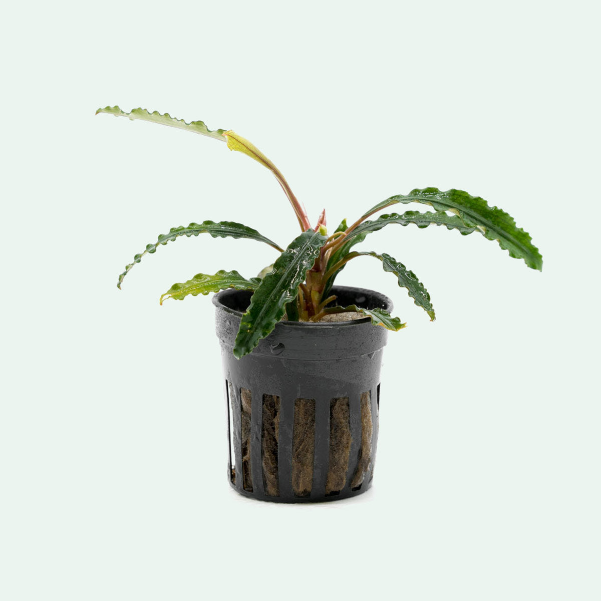 Bucephalandra Theia Live Aquarium Plant - Rare Aquatic Plant for Fish Tanks, Aquascaping & Nano Tanks (Perfect for Shrimp & Betta Fish Habitats)