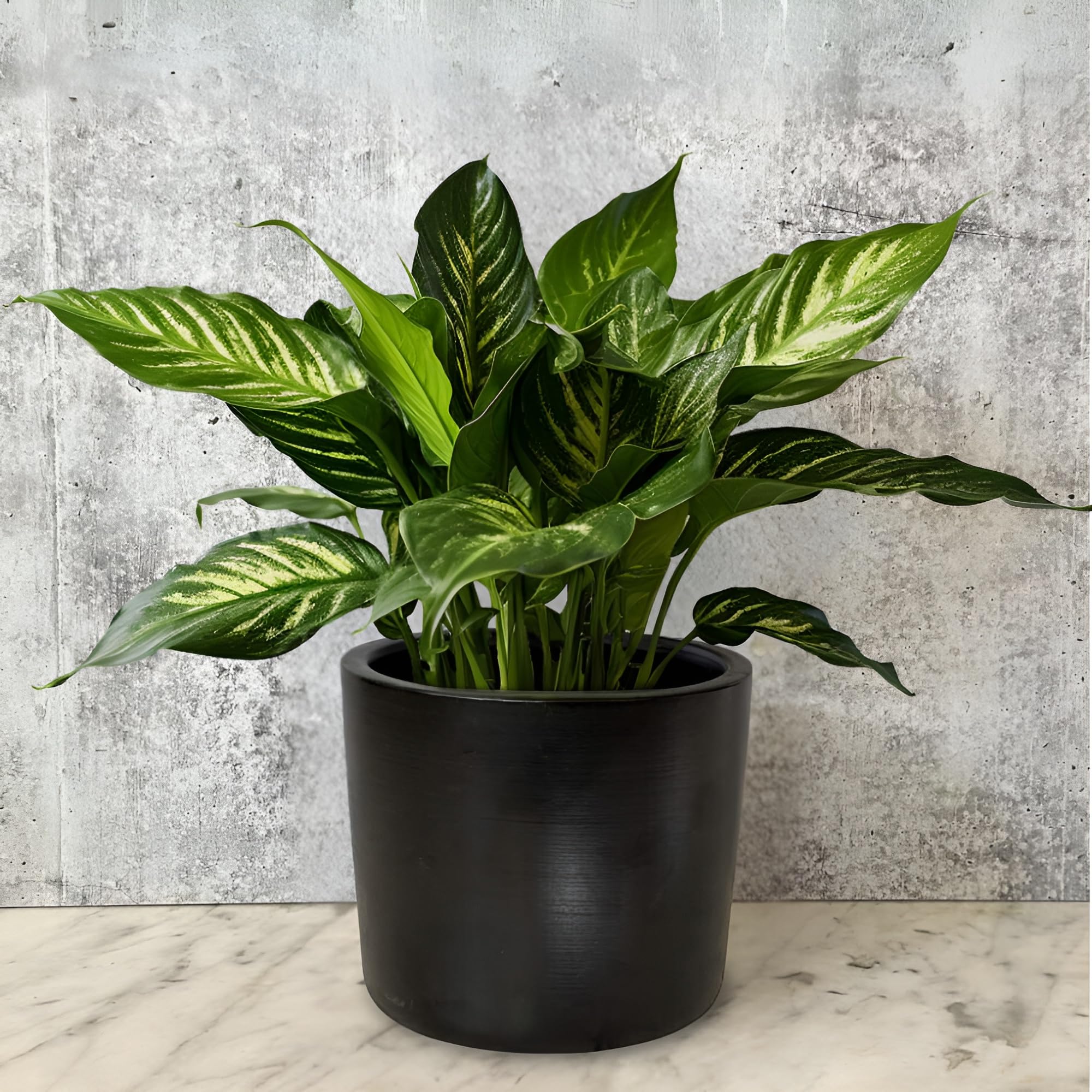 6 Inch Black Ceramic Plant Pot for Indoor Plants - Snake Plant, Succulents, Herbs | Modern Minimalist Planter with Drainage Hole for Home, Office, Garden Decor