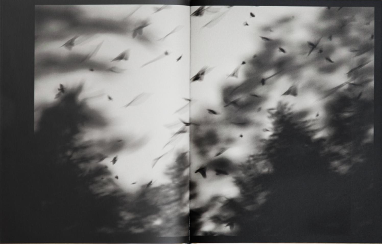 Des Oiseaux by Kyunghee Lee - Exquisite Bird Art Book for Home Decor & Gift Ideas | Perfect for Nature Lovers & Art Collectors