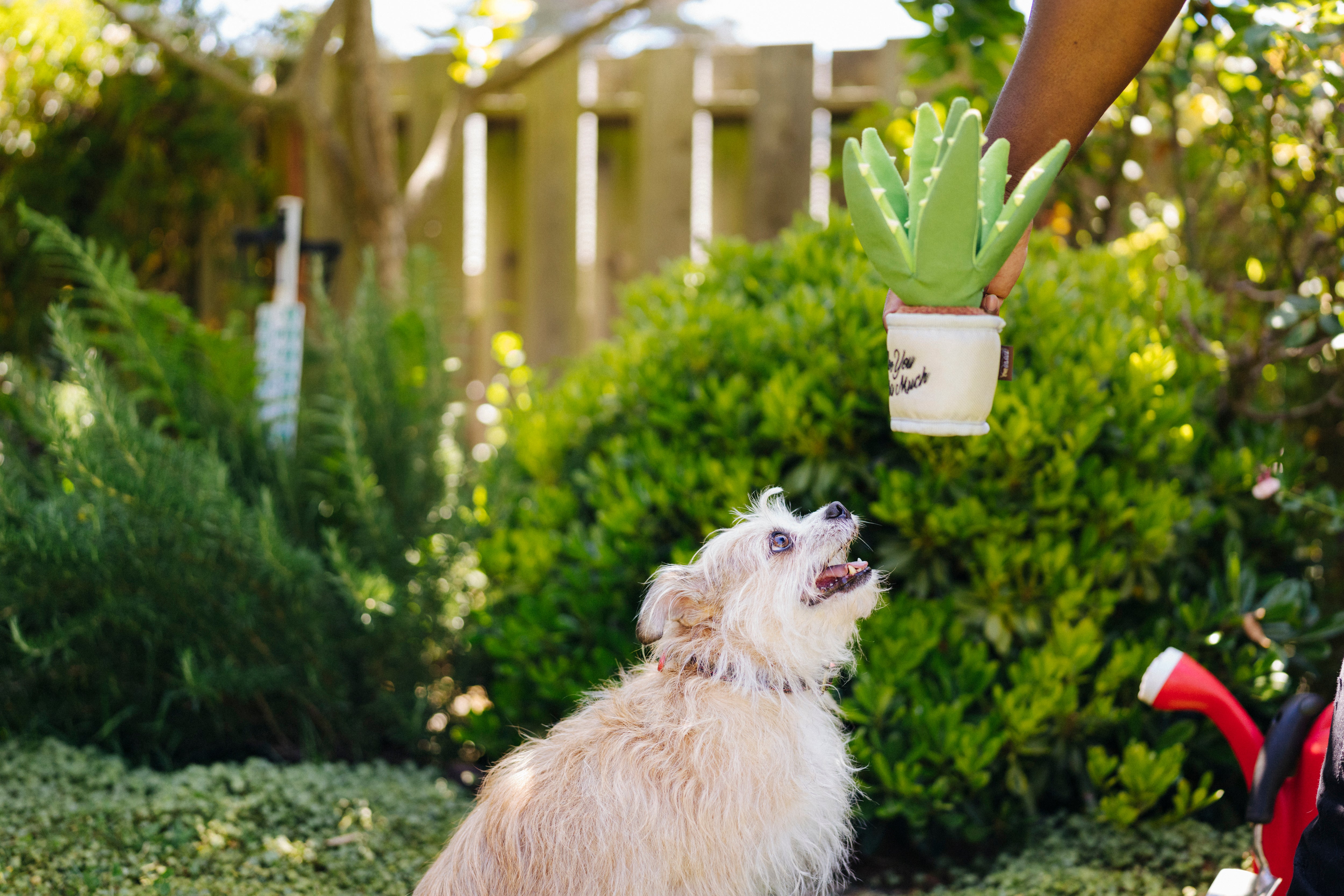 La Planta Aloe ve You Dog Plush Toy - Blooming Buddies™ Chew-Resistant Squeaky Stuffed Animal for Puppies & Dogs | Pet P.L.A.Y. | Perfect for Indoor Play, Training Rewards & Anxiety Relief