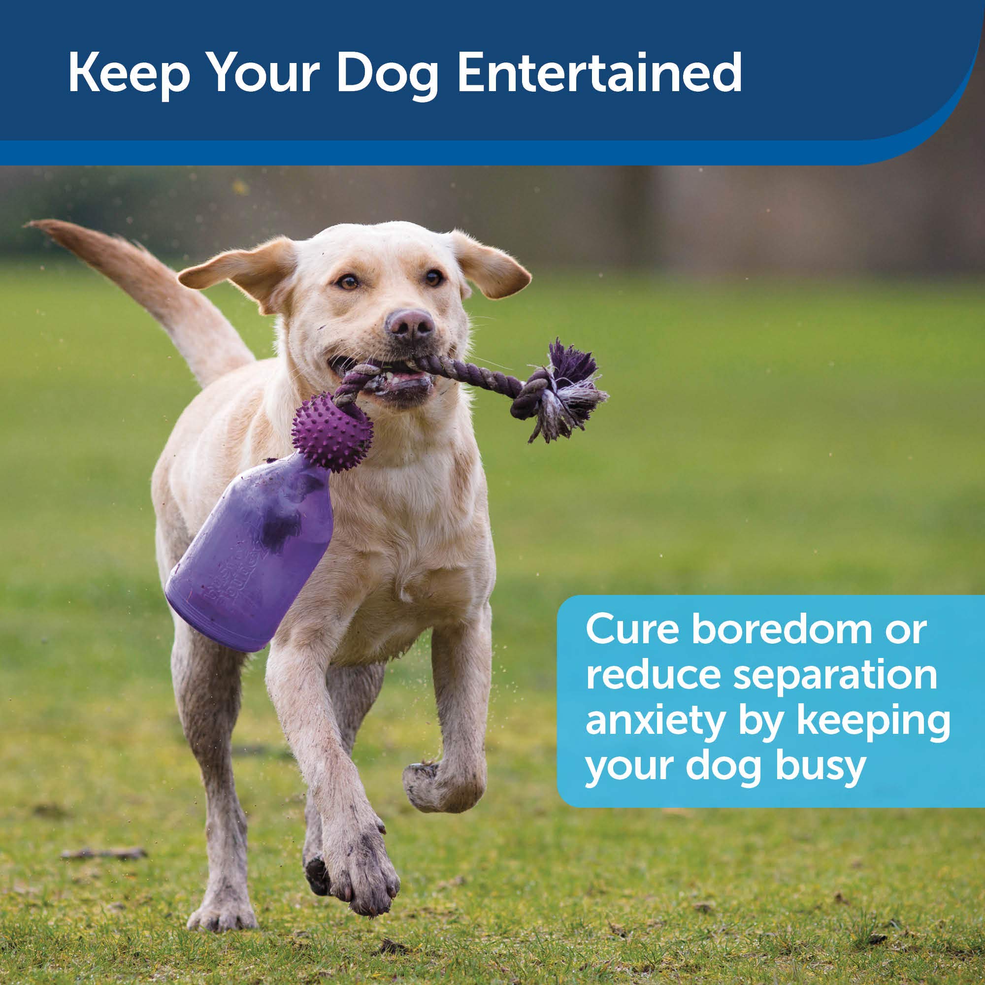 PetSafe Busy Buddy Tug-A-Jug Interactive Dog Toy - Slow Feeder & Training Puzzle for Small Dogs - Perfect for Mealtime Enrichment & Boredom Relief