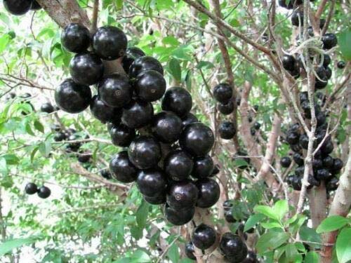 Jaboticaba Myrciaria cauliflora Plant - 3 Feet Tall Live Tree - Exotic Brazilian Grape Tree for Home Garden & Fruit Production