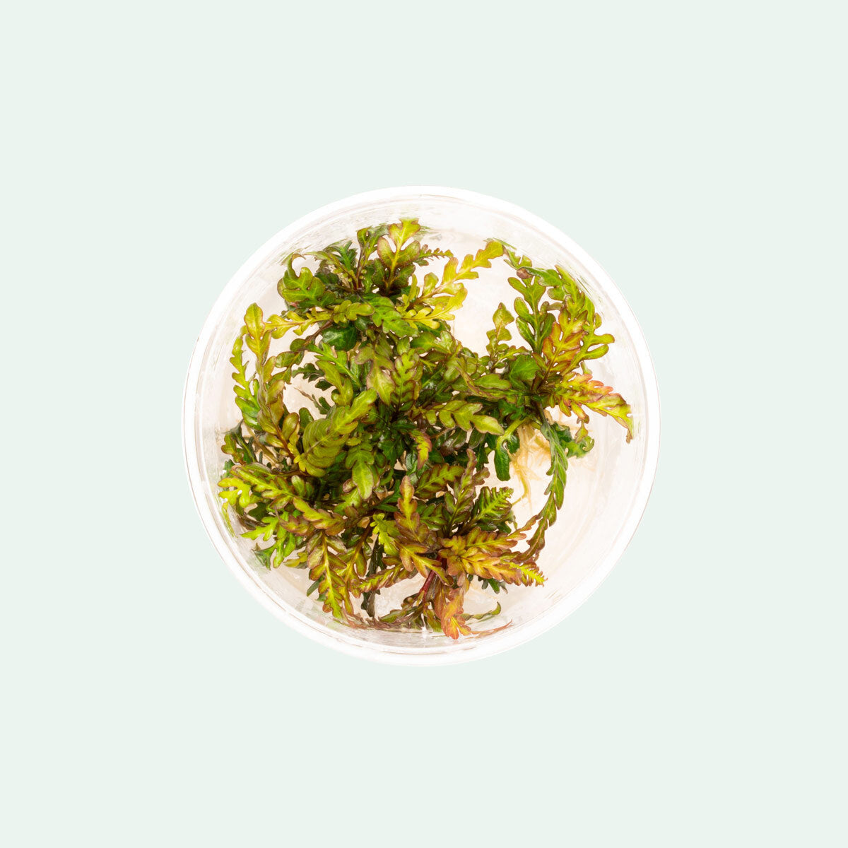 Hygrophila Pinnatifida Aquatic Plant Tissue Culture - Live Aquarium Plants for Fish Tank Decoration | Perfect for Freshwater Planted Tanks, Aquascaping & Shrimp Habitats