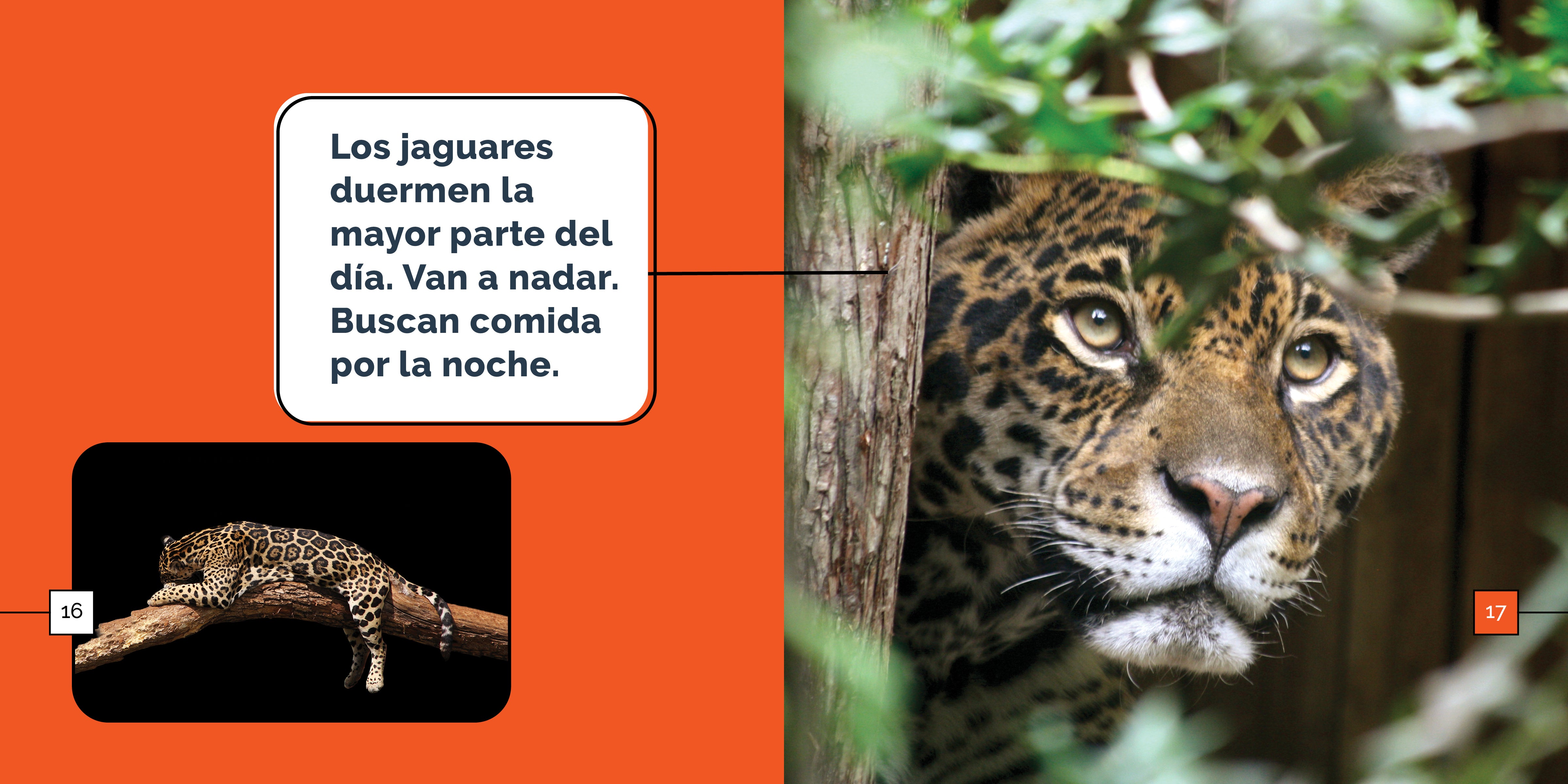 Los Jaguares Maravillas - Premium Handmade Jaguar-Themed Jewelry for Women | Perfect for Gifts, Parties, and Special Occasions