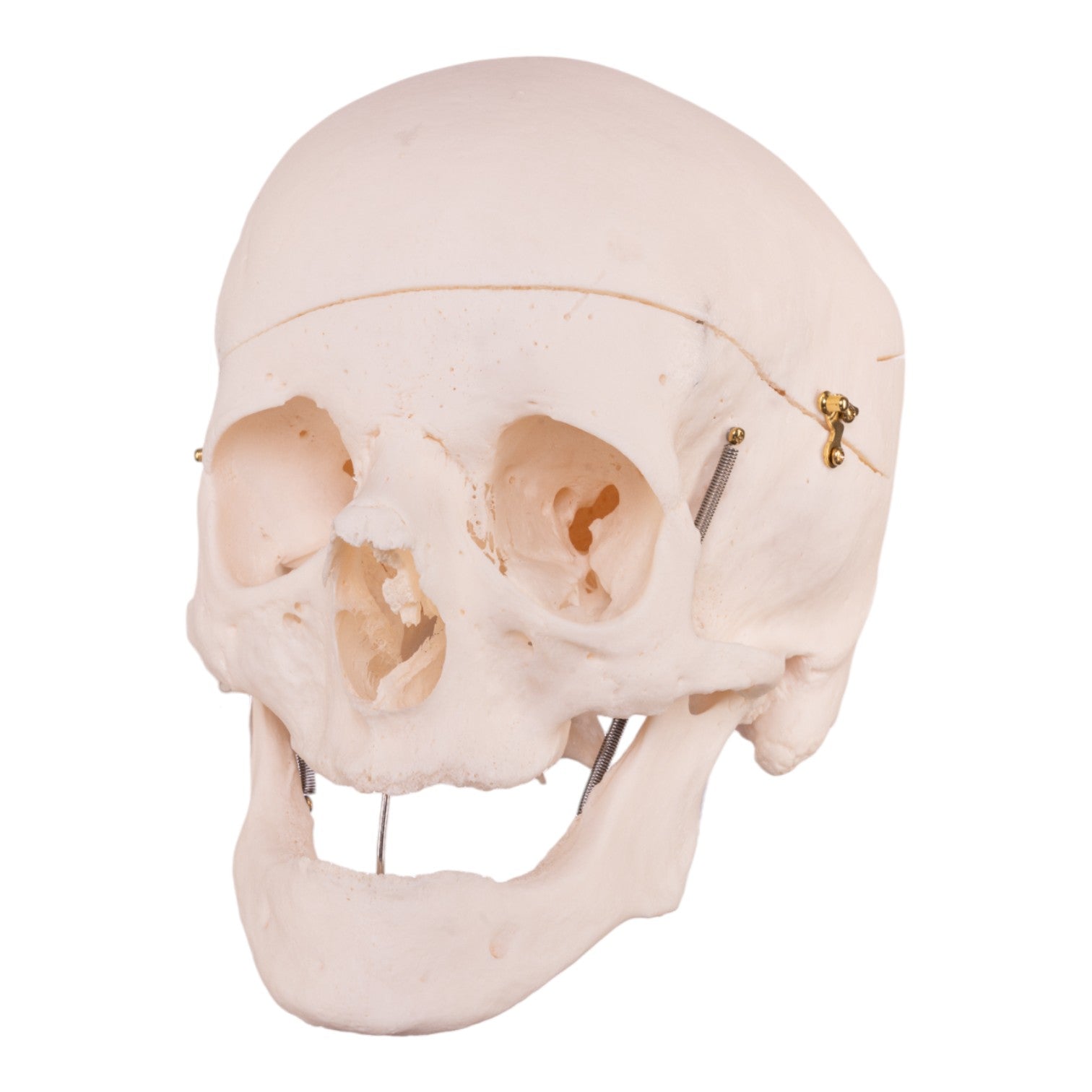 Premium Anatomical Human Skull Model - Accurate Medical & Educational Tool for Students, Doctors & Researchers | Perfect for Classroom, Lab & Medical Training