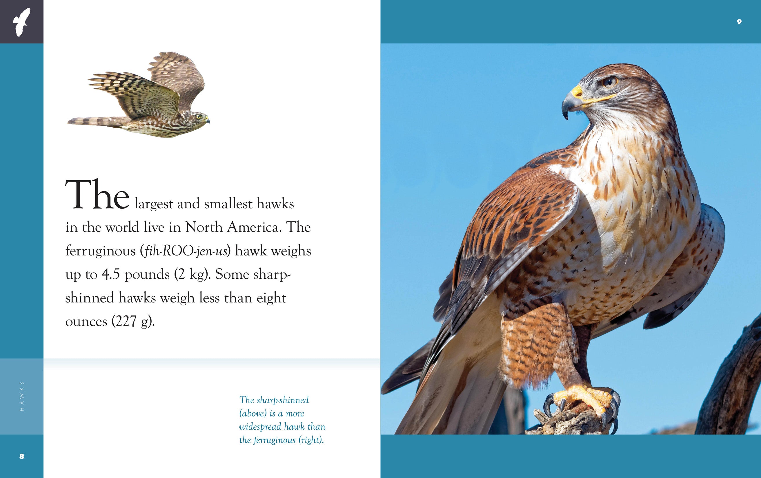 Hawks 9781640265128 - Premium Hawks Book for Bird Lovers | Wildlife Education & Birdwatching Guide