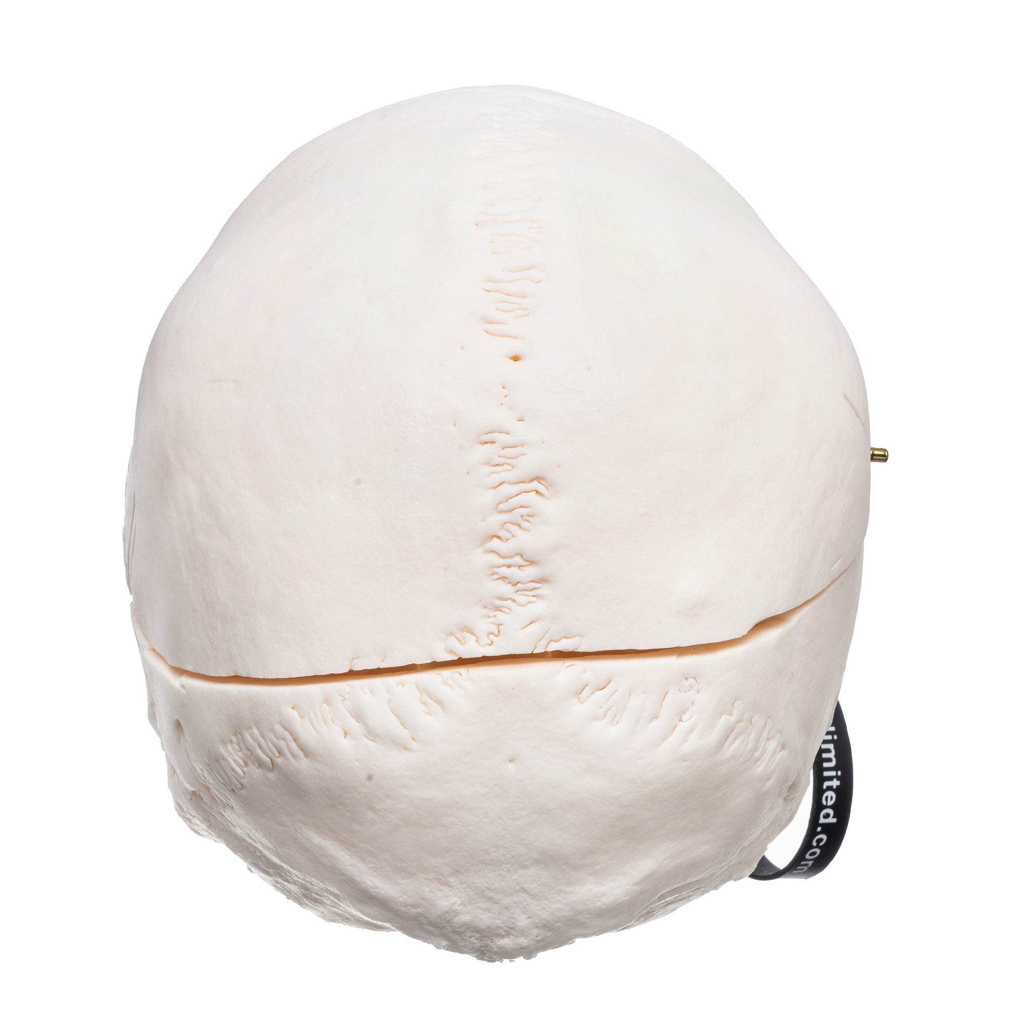 Premium Real Human Skull for Medical Research & Education - Anatomical Study, Forensic Training, and Classroom Demonstration