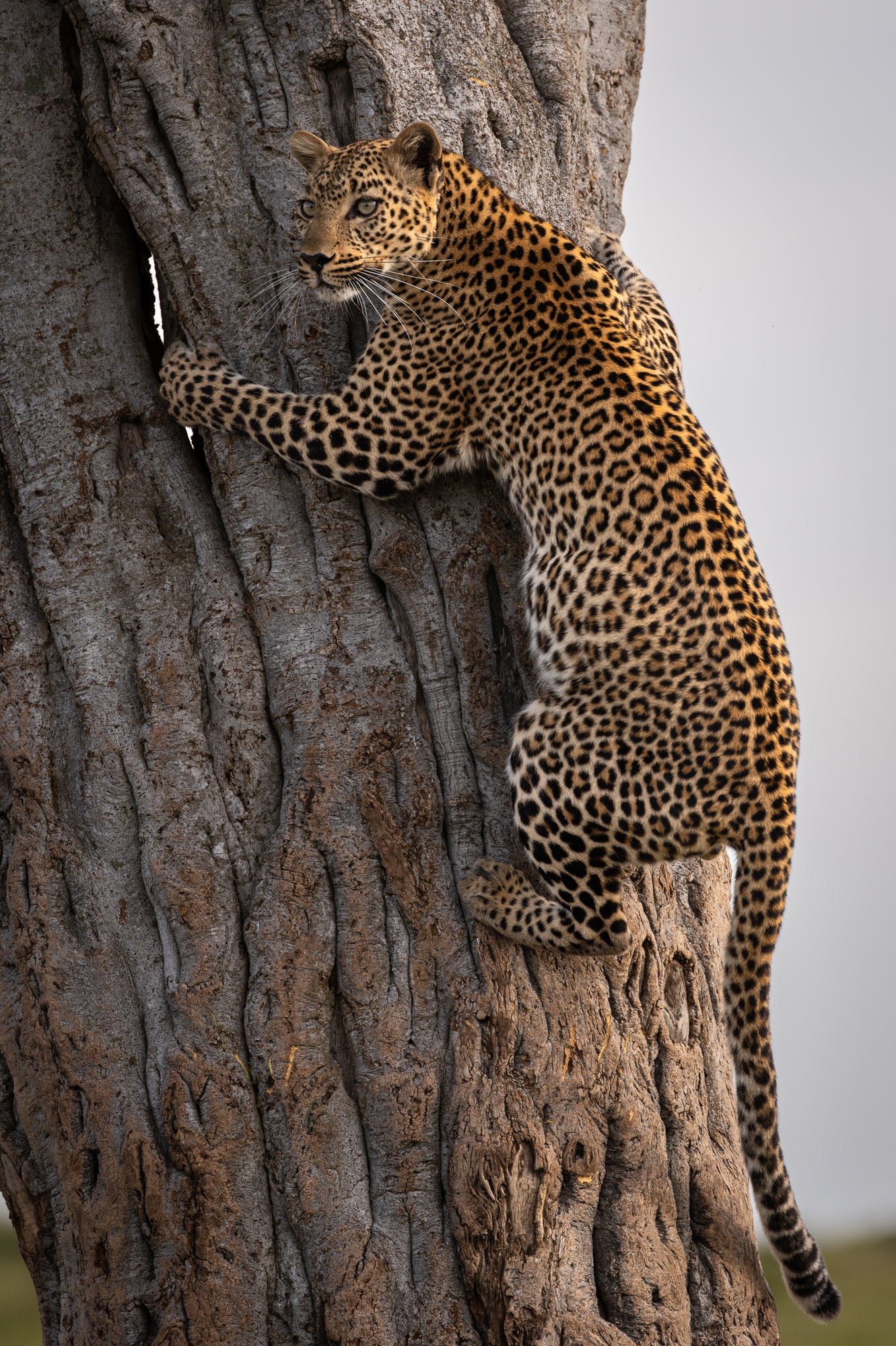 Kenya Wildlife Photo Safari & Conservation Tour - Jan 5-13, 2026 | African Adventure Photography Expedition for Nature Lovers