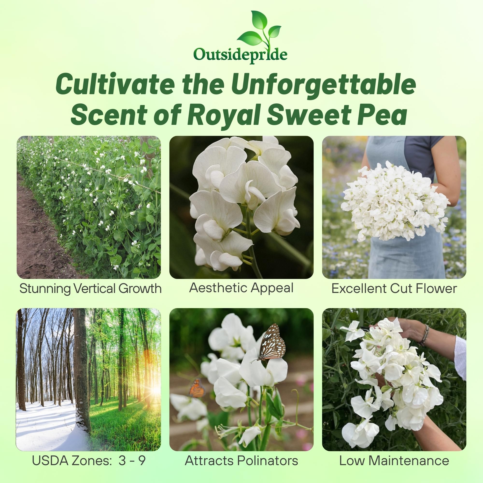 Outsidepride 250 Seeds Annual Lathyrus Odoratus Sweet Peas Royal White Vine Seeds for Planting - Fragrant Climbing Flowers for Garden Trellis, Fence & Container Gardening