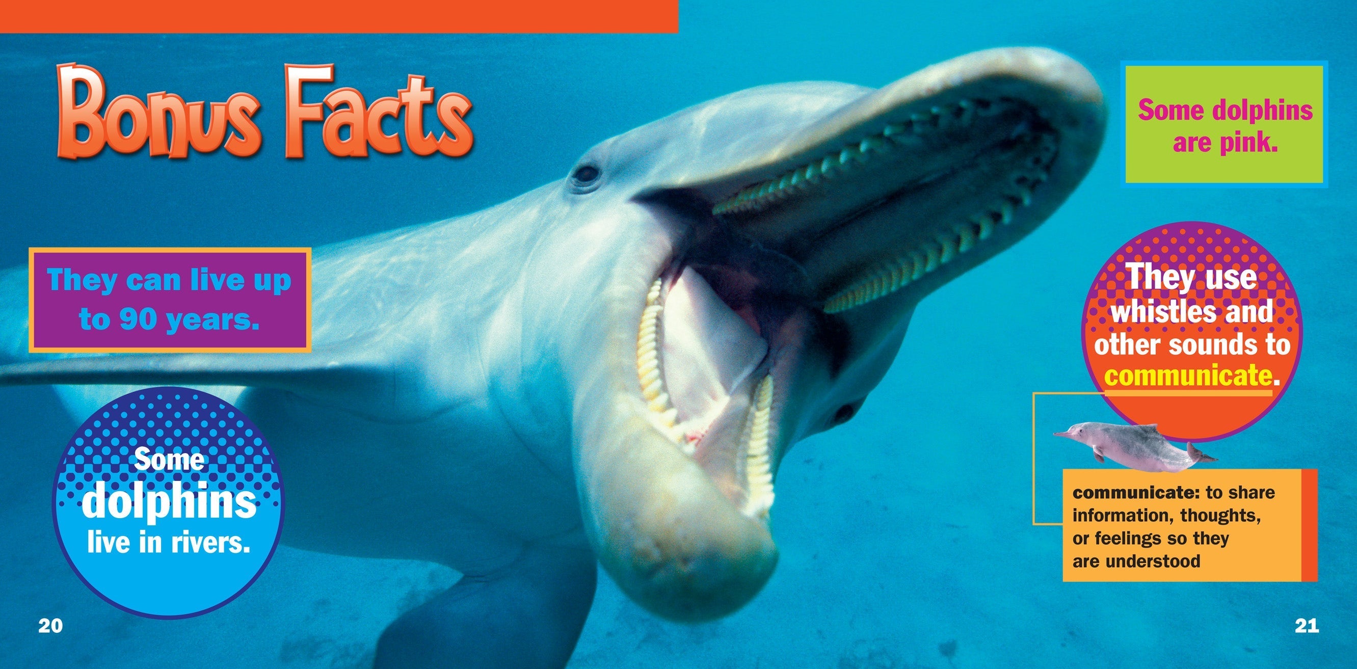 Dolphins Book - 9781623104498 | Marine Life Educational Guide for Kids & Adults | Perfect for School Projects & Ocean Enthusiasts