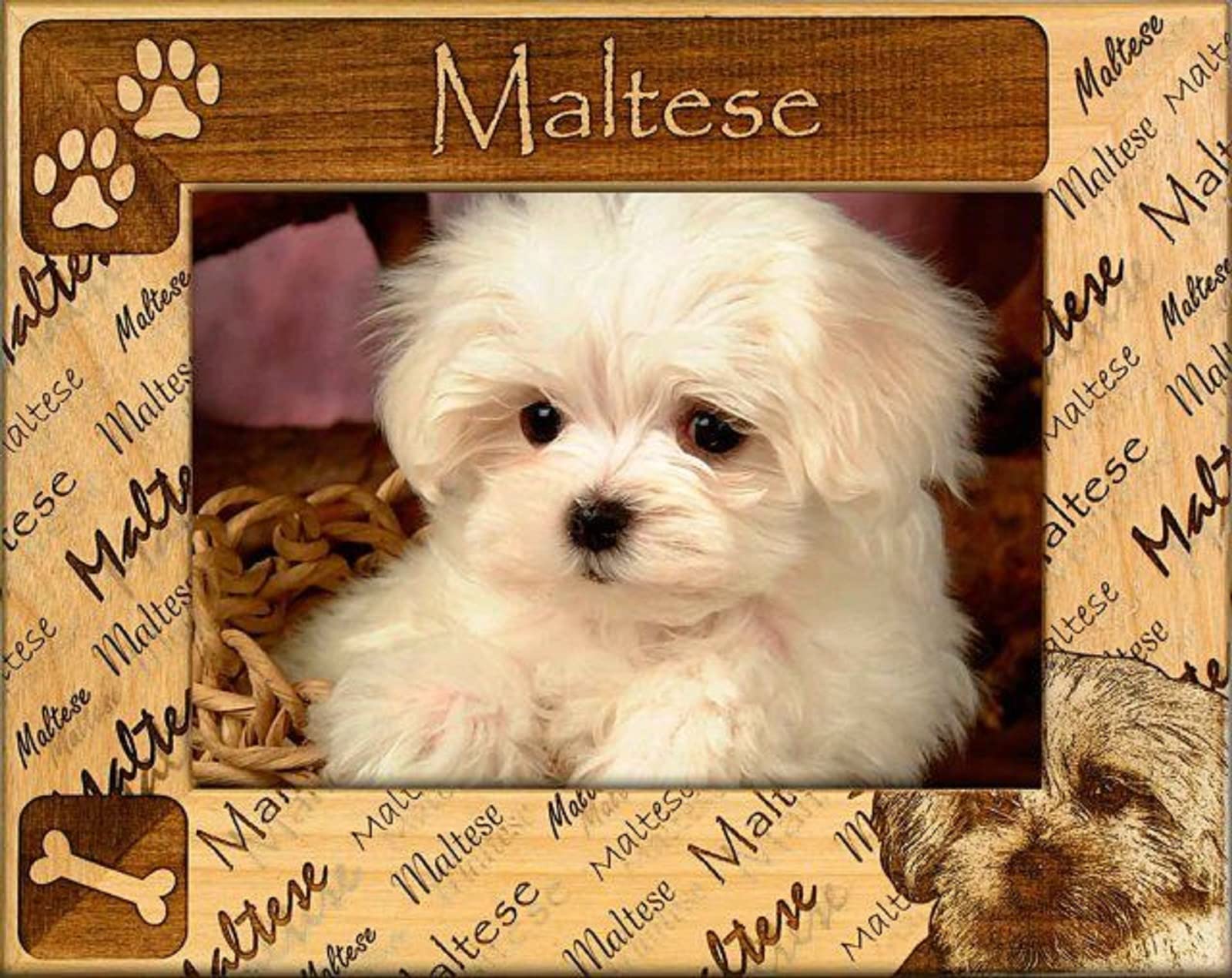 Personalized Maltese Dog Laser Engraved Wood Picture Frame 8x10 - Perfect for Pet Photos, Home Decor, and Gifts