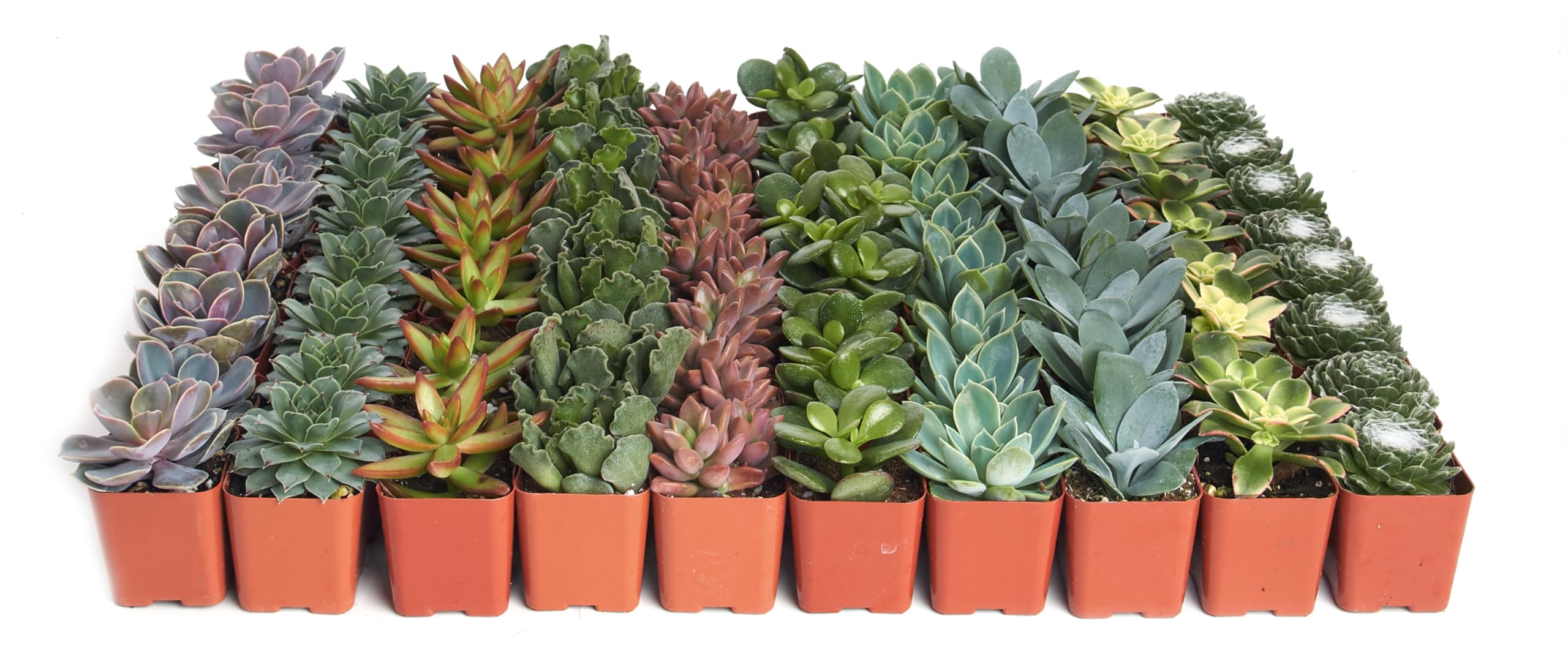 Live Mini Succulent Plants Bulk Pack - 140 Assorted Low Maintenance Succulents with Vibrant Colors & Unique Textures - Perfect for Wedding Favors, Party Gifts, Home Decor, Office Desk & Garden Planting