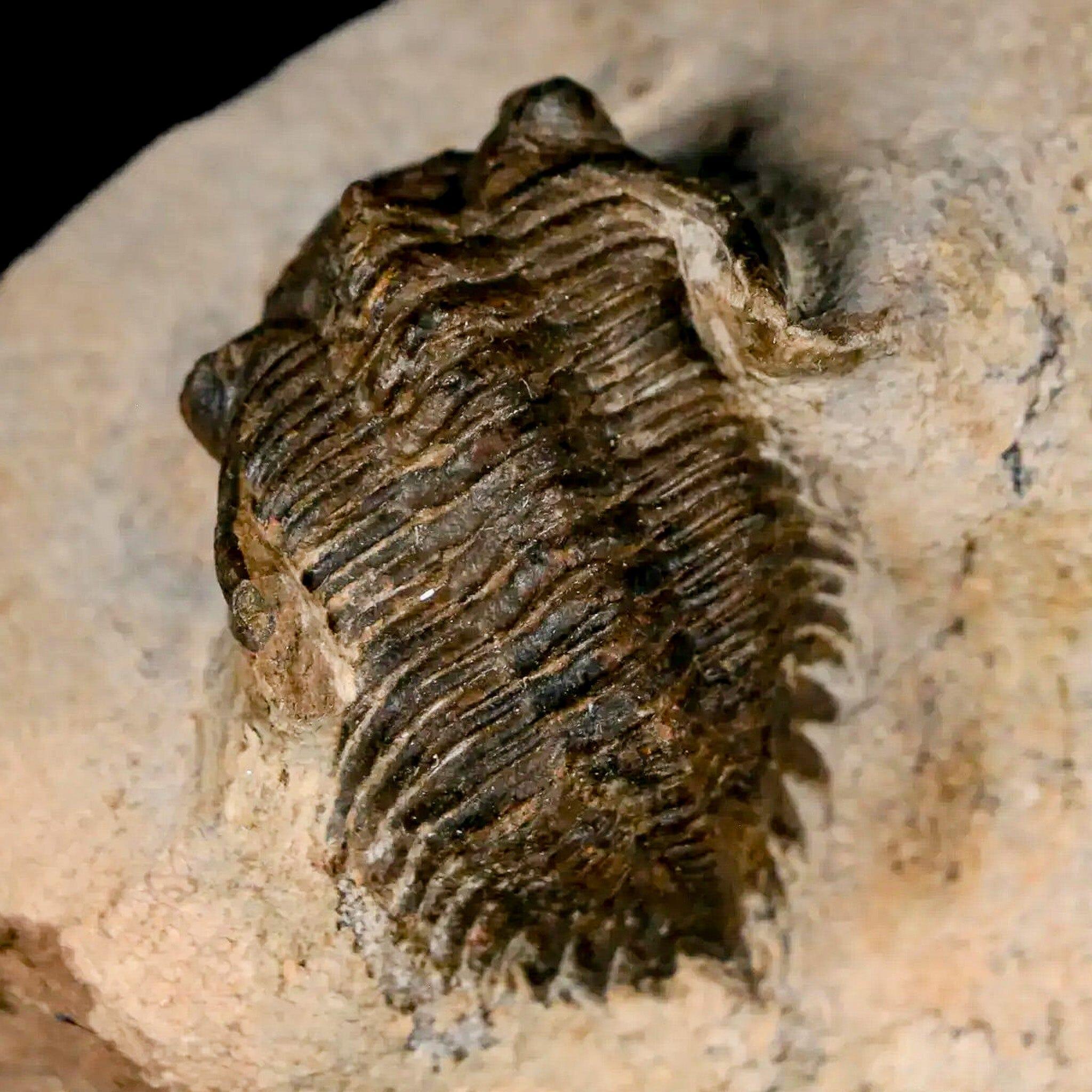 1.3 Inch Metacanthina Issoumourensis Trilobite Fossil - Authentic 400 Million Year Old Devonian Era Specimen with COA - Perfect for Fossil Collectors, Science Education & Home Decor