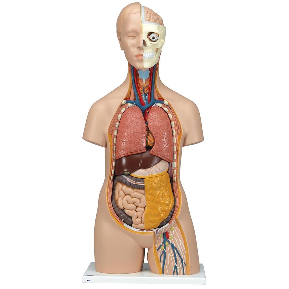 Unisex Anatomical Torso Model with Half Skull Head - 12-Piece Detachable Human Body Anatomy for Medical Students & Artists | Perfect for Classroom Study, Art Reference & Science Education