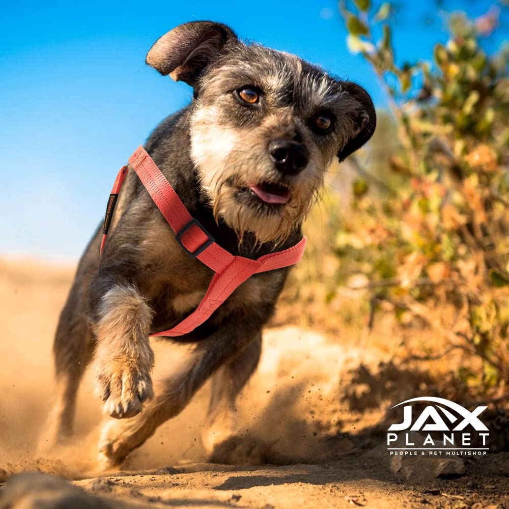 Premium Dog Harness and Leash Set for Small, Medium & Large Dogs - Adjustable No-Pull Pet Harness with D-Ring - Comfortable Training Walking Gear for Puppies & Adult Dogs - Perfect for Outdoor Adventures, Hiking & Daily Walks