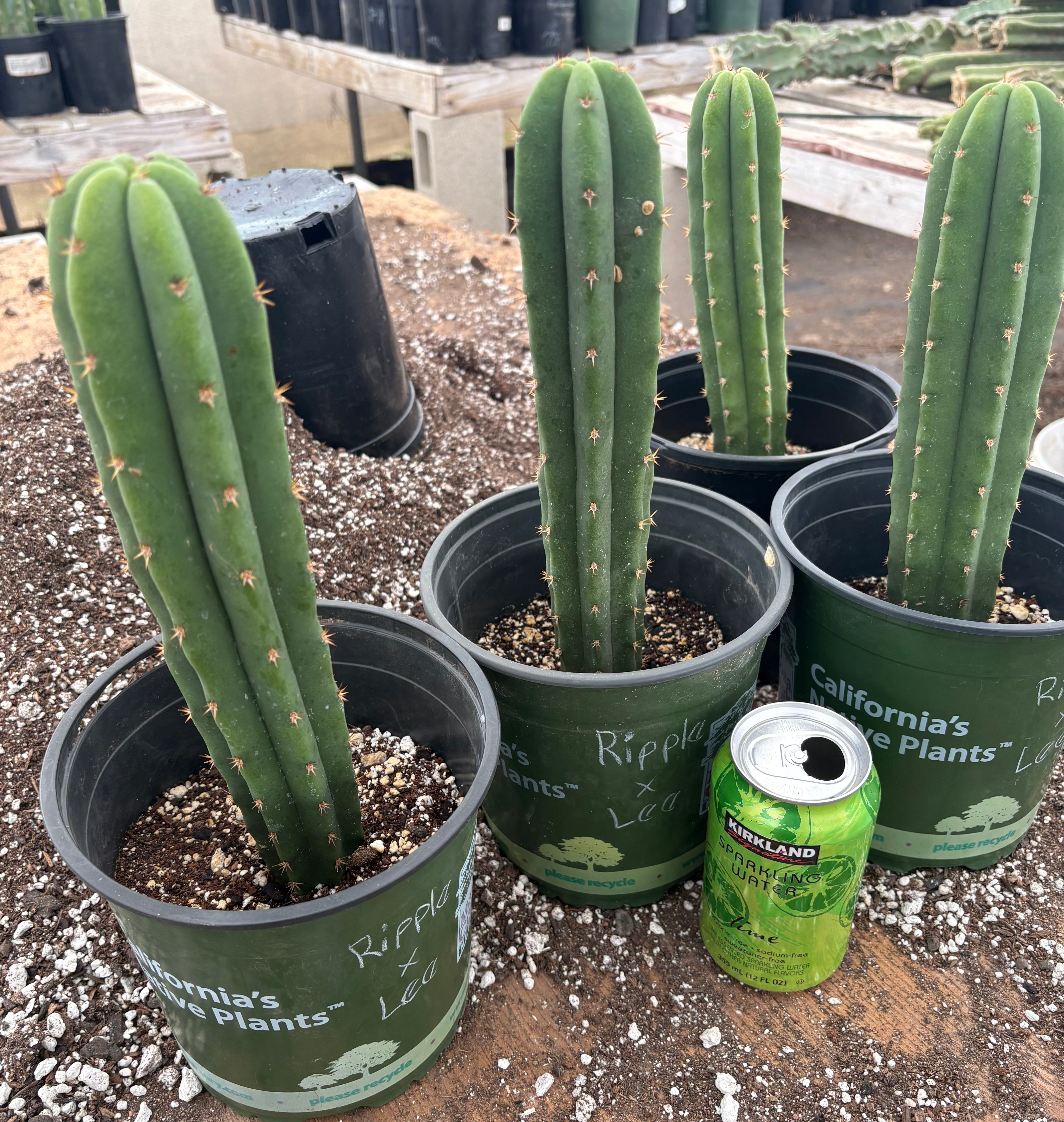 EC225 EXACT Trichocereus Hybrid Scopulicola Ripple X Bridgesii Lee Cactus - Rare Collectible Succulent for Home Decor & Garden Landscaping