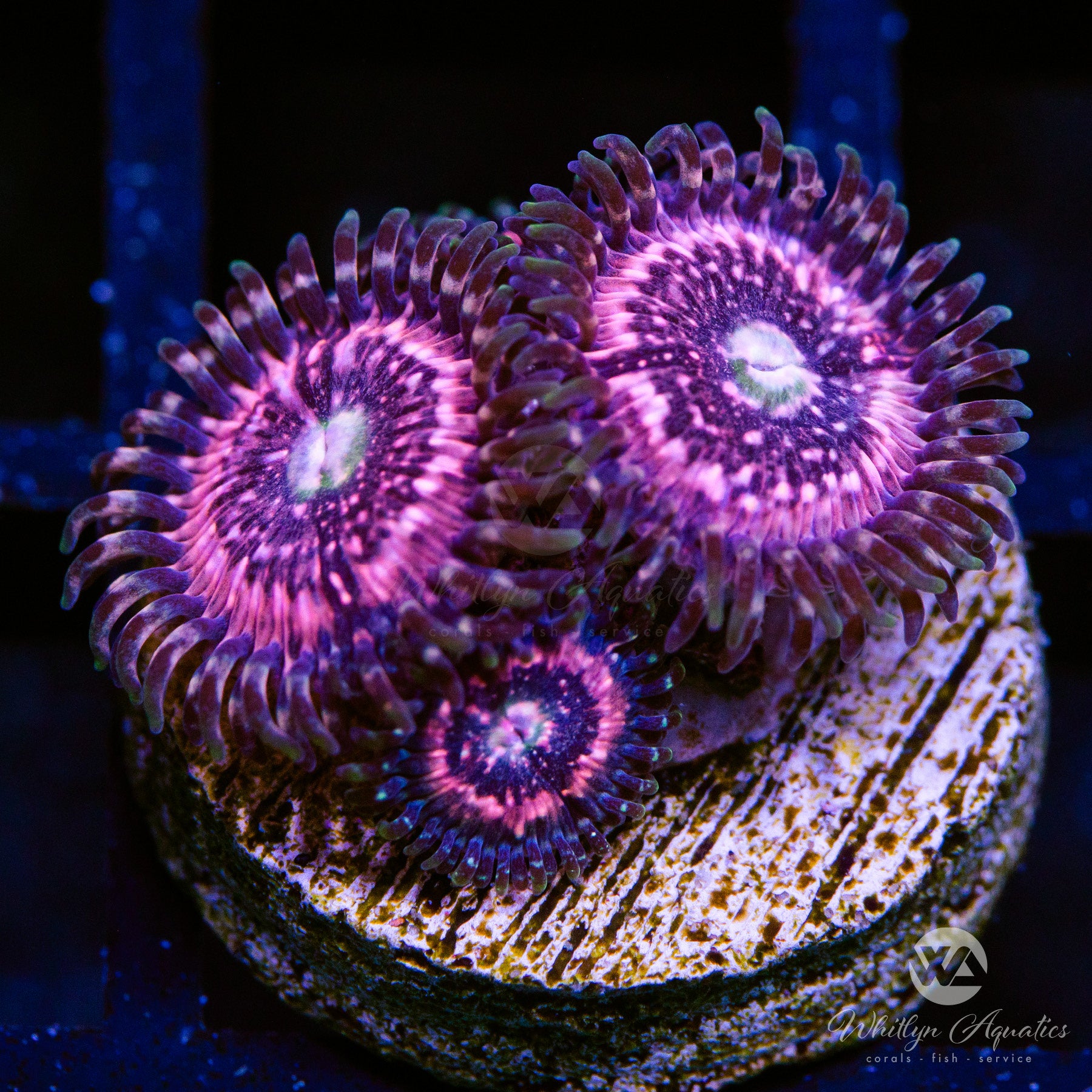 Pink Zipper Zoanthid Coral - Aquacultured for Saltwater Aquariums | Perfect for Reef Tanks & Marine Displays