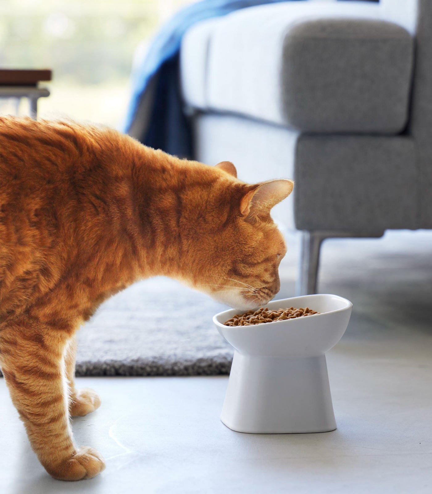 Stainless Steel Tilted Pet Food Bowl for Dogs & Cats - Non-Slip Elevated Design for Better Digestion - Perfect for Small, Medium & Large Breeds - Indoor & Outdoor Use