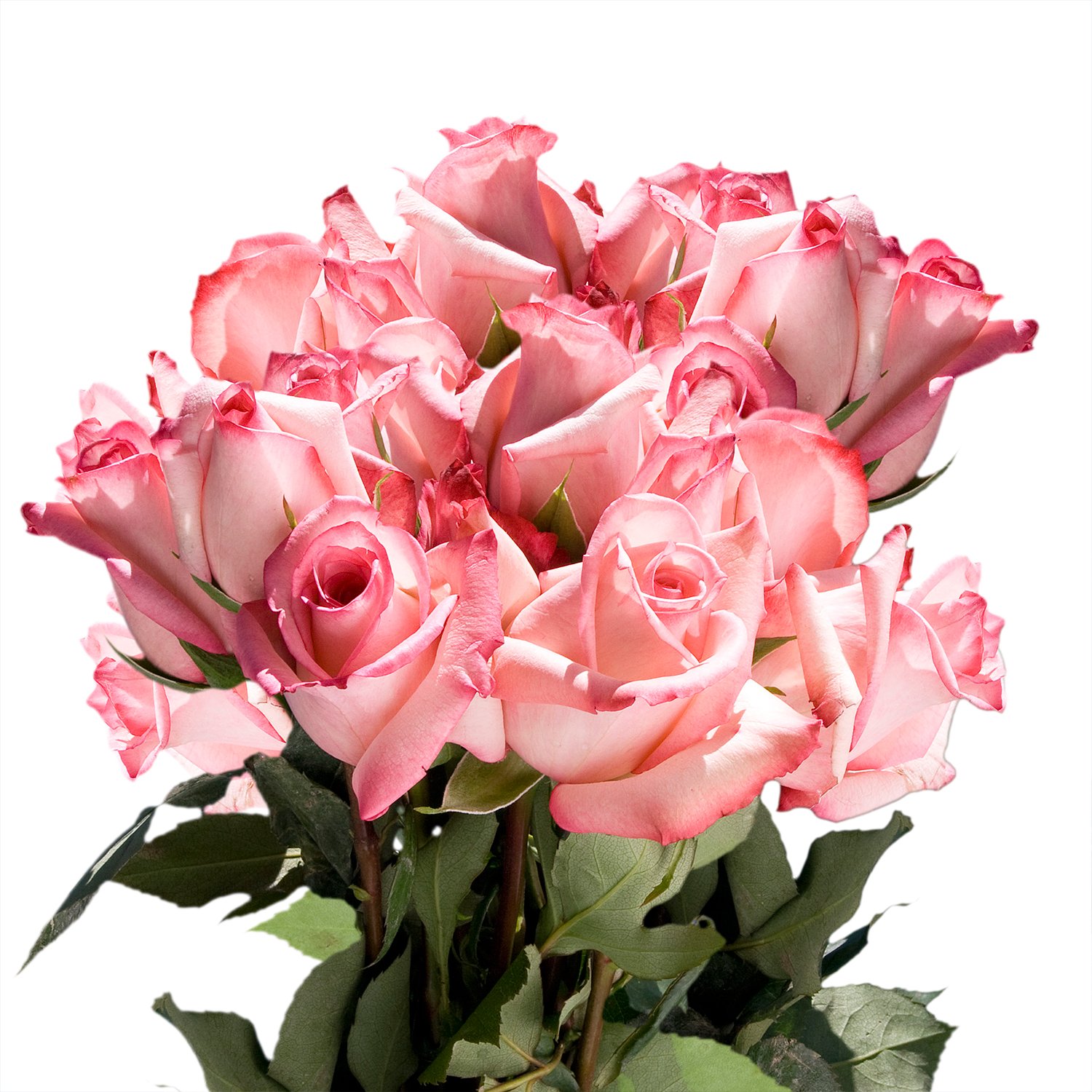 50 Pink Lavender Attache Roses - Fresh Cut Flowers for Weddings, Anniversaries & Romantic Gifts | Natural Long-Lasting Blooms by GlobalRose