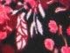 Burgundy Shadow Garden