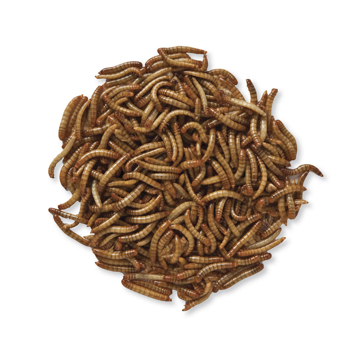 5000 Live Mealworms for Reptiles, Birds & Chickens – High-Protein Pet Food for Feeding Bearded Dragons, Hedgehogs & Wild Birds