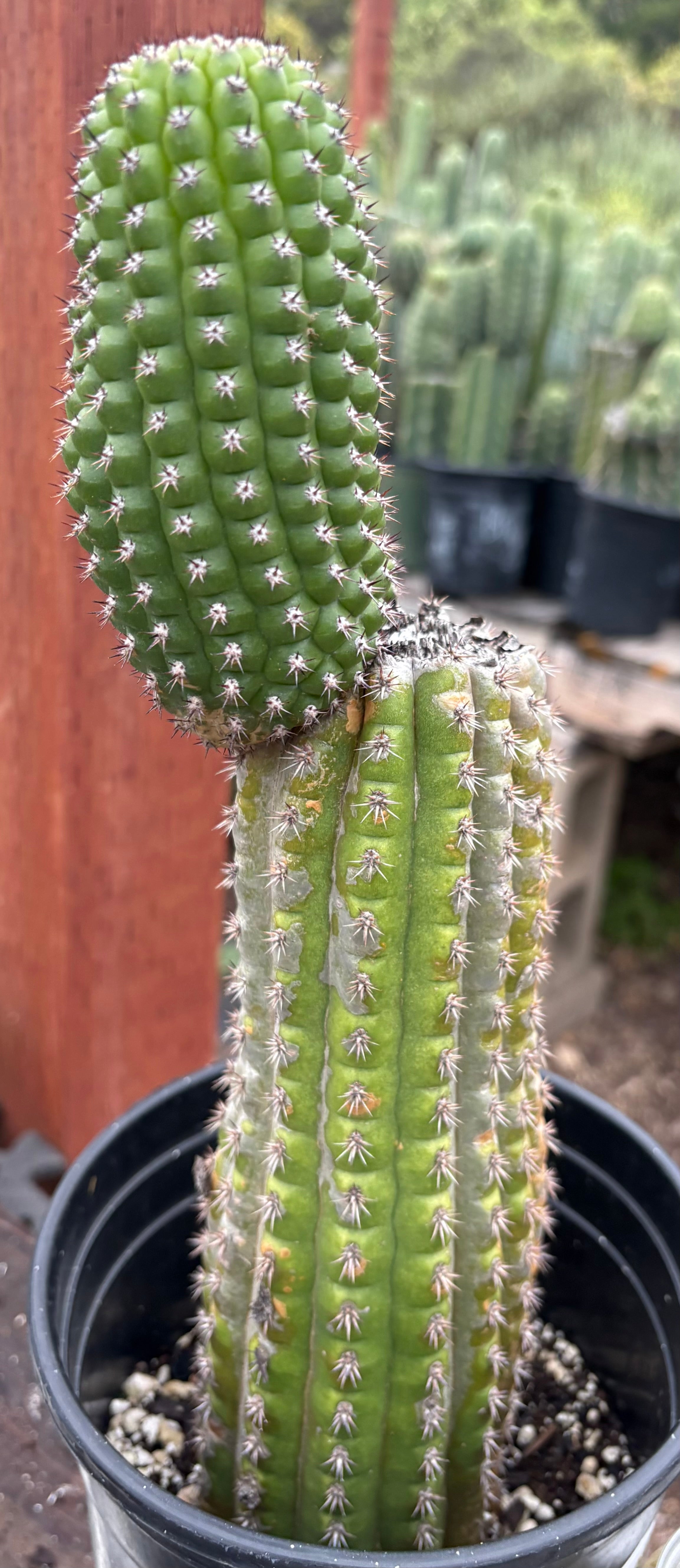 EC270 EXACT Trichocereus Brevispinulosus - 12.5