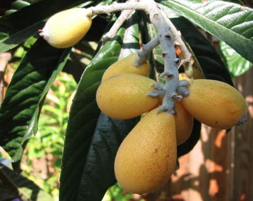 Organic Loquat Fruit Tree Seeds for Planting - Non-GMO Heirloom Eriobotrya Japonica - 3 Seeds per Packet by Isla's Garden Seeds - Perfect for Home Gardening, Edible Landscaping & Unique Gifts
