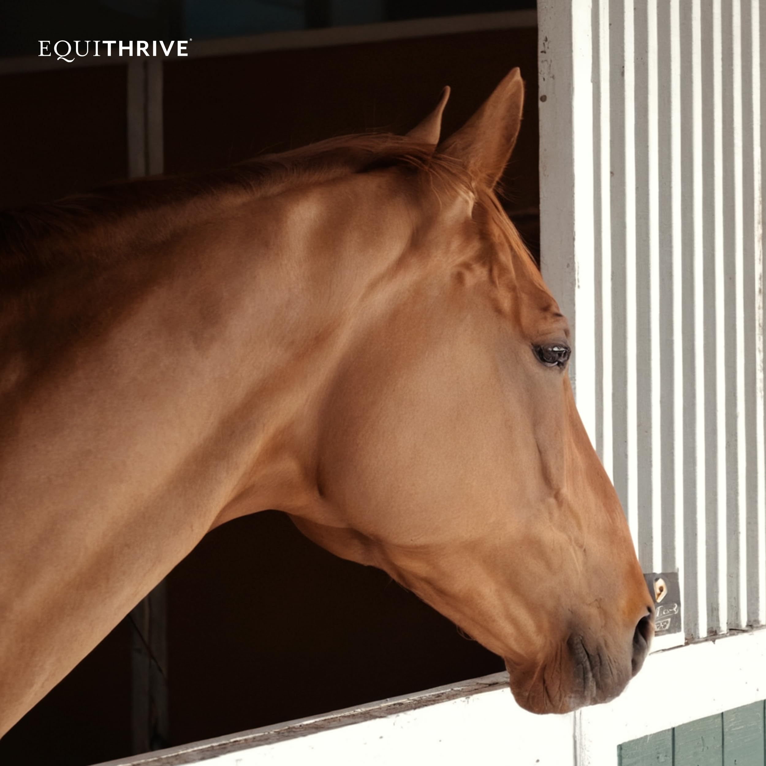 Equithrive Vitamin E Pellets for Horses with Omega 3 & Antioxidant Support - 10 lb Equine Supplement for Muscle Recovery & Immune Health | Perfect for Performance Horses & Senior Equine Care