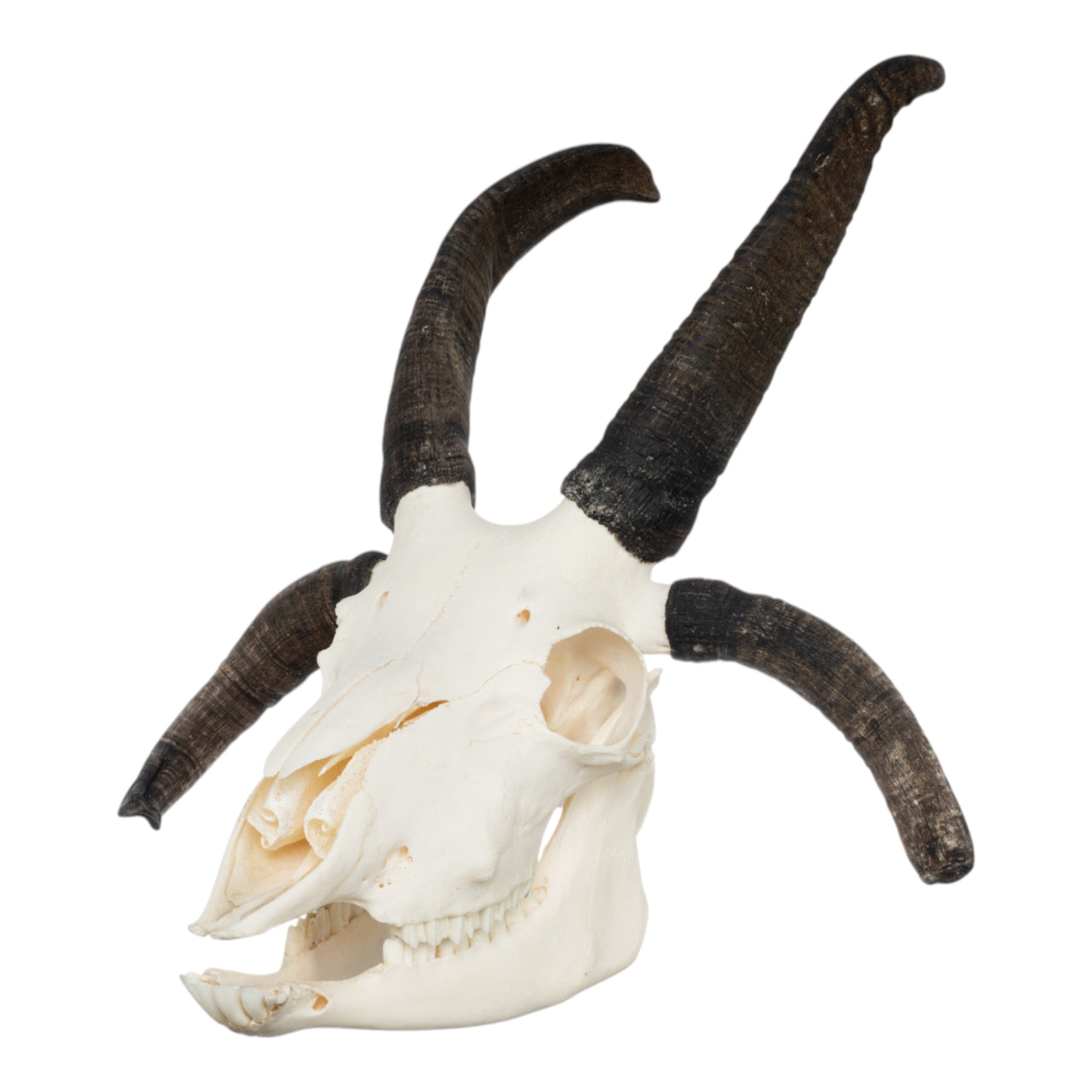 Authentic Four-Horned Jacob Sheep Skull - Unique Taxidermy Decor for Gothic Home, Cabin, or Hunting Lodge Display