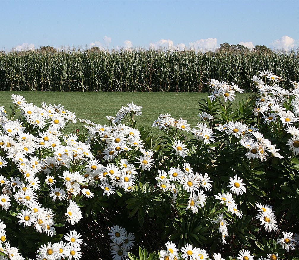 Alaska Shasta Daisy Seeds - Perennial Full Sun Daisy Chrysanthemum Flowers - 5,800+ Seeds for Planting - Grows 30
