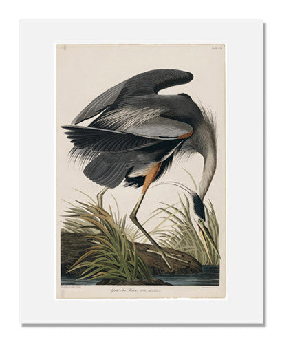 John James Audubon The Birds of America Plate 211 - Great Blue Heron Art Print | Vintage Bird Illustration for Home Decor & Nature Lovers