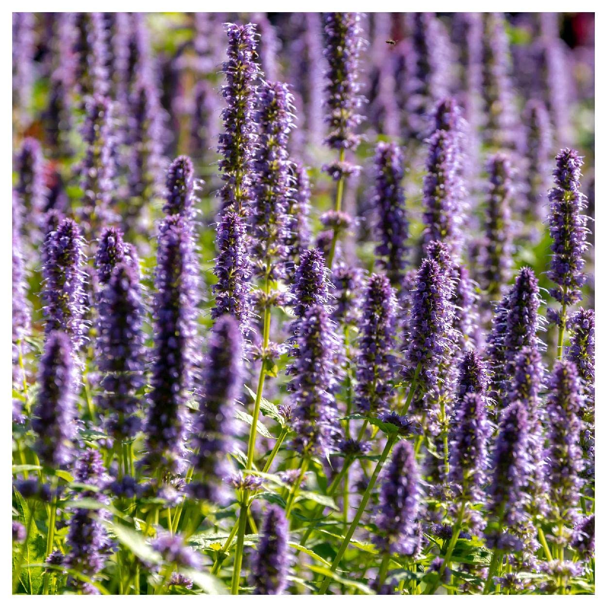 Everwilde Farms - 2000 Anise Hyssop Native Wildflower Seeds - Non-GMO, Heirloom Seeds for Pollinator Gardens, Herb Gardens & Landscaping - Gold Vault Jumbo Seed Packet (Ideal for Butterfly Gardens, Culinary Use & Aromatic Landscapes)
