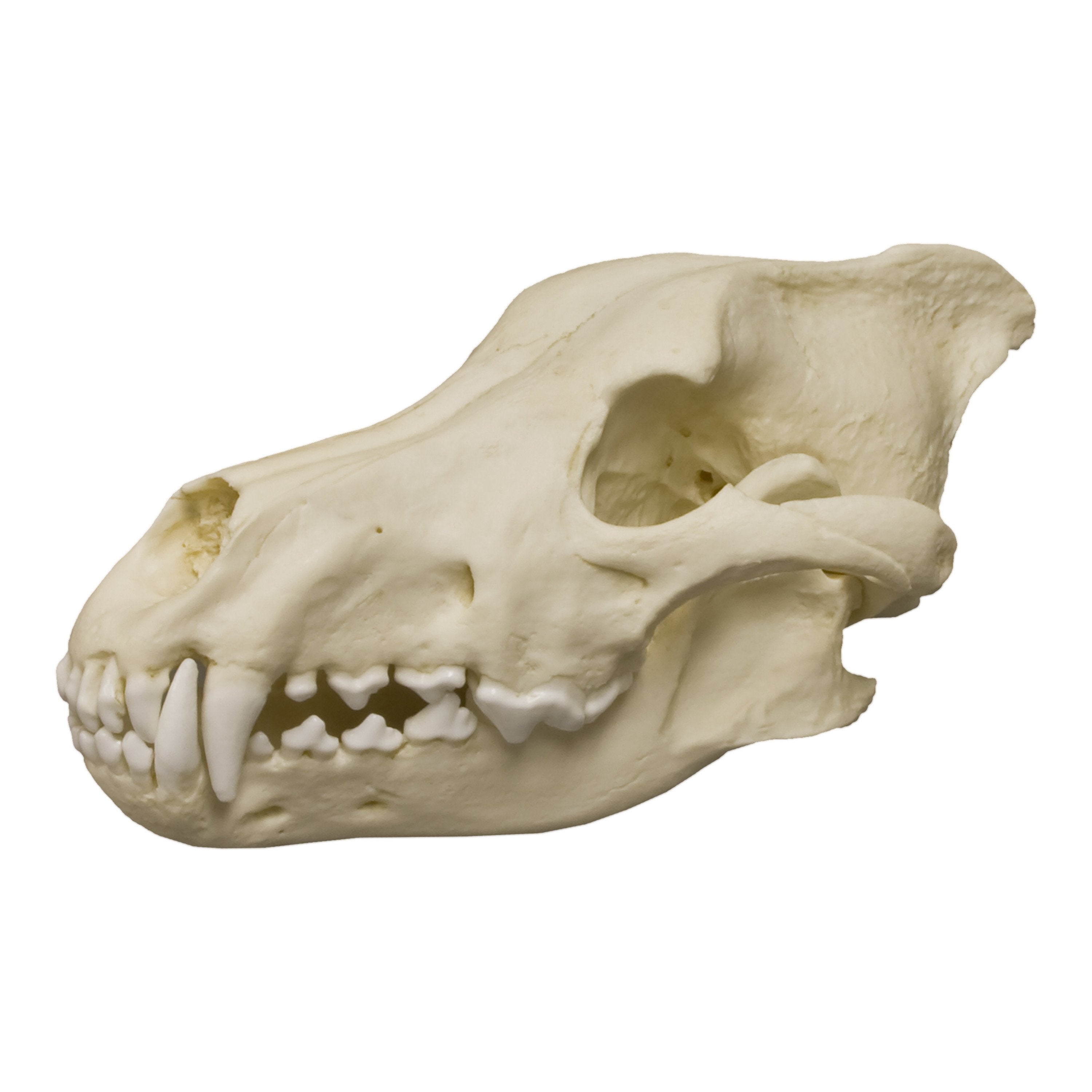 Authentic Replica Dire Wolf Skull - Realistic Canis Dirus Fossil Model for Home Decor, Halloween Props, and Paleontology Enthusiasts | Perfect for Gothic Decor, Movie Props, and Educational Displays