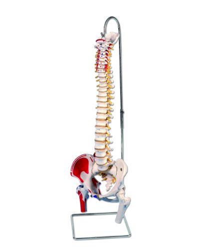 Classic Male Spine W/ Femur Heads and Painted Muscles