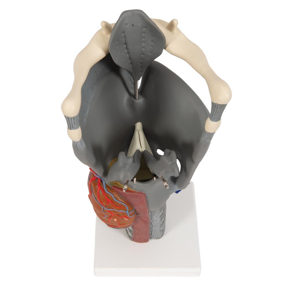 Premium 2.5X Enlarged Larynx Anatomy Model - Detailed Functional Human Throat Structure for Medical Students, Doctors & Speech Therapists - Perfect for Classroom Demonstrations & Clinical Training