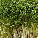 1000 FINE Curled Peppergrass Seeds - Lepidium Sativum (Peppercress/Watercress) - Organic Vegetable Sprouting Seeds for Salads, Sandwiches & Healthy Microgreens - Perfect for Home Gardening & Hydroponics