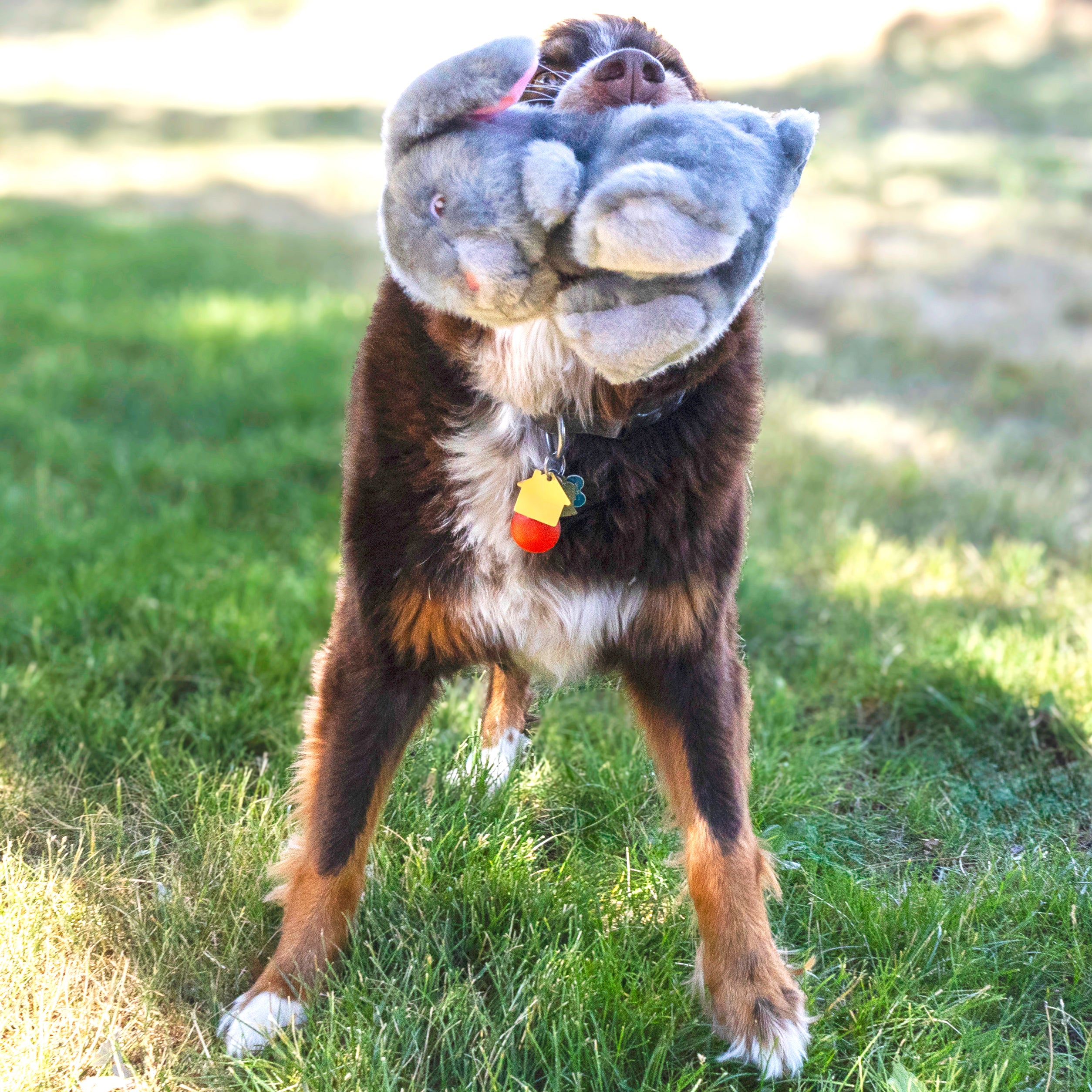Durable Toughz Bunny Plush Dog Toy with Double Rattle - Chew-Resistant & Interactive Play for Small & Large Dogs | Perfect for Fetch, Tug-of-War & Cuddling | KONG