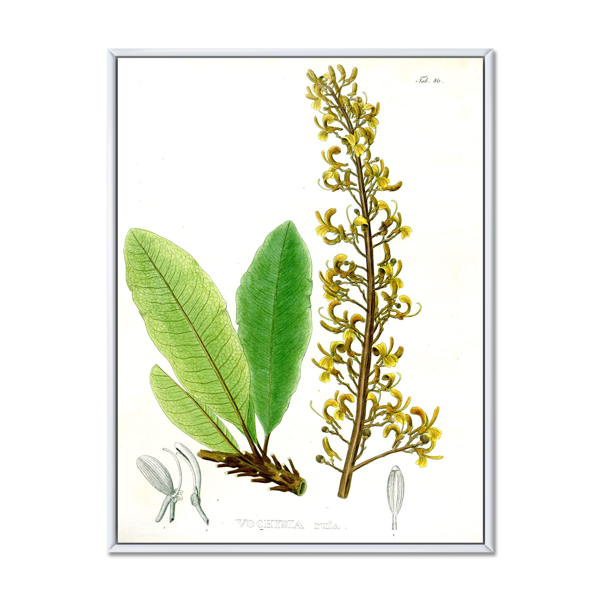 Vintage Brazilian Plant IV - Traditional Framed Canvas Wall Art Print for Living Room, Bedroom & Office Decor | Home Wall Decorations