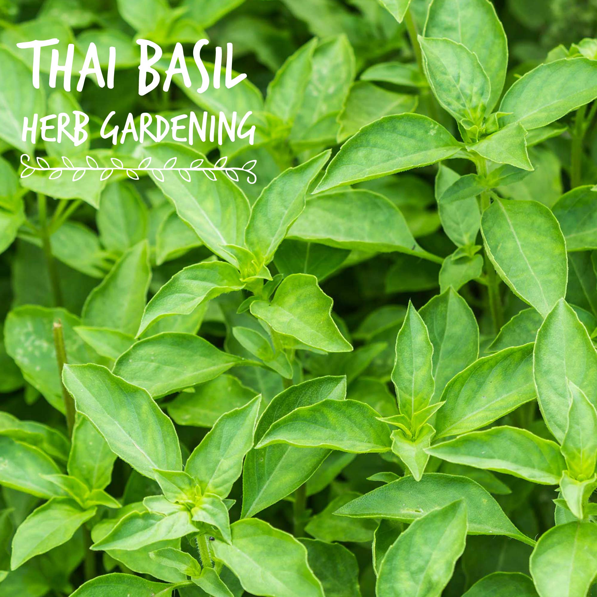 Organic Thai Basil Seeds - 1 Lb Bulk Herb Seeds for Growing Microgreens | Indoor Gardening, Hydroponics, Container Planting | Perfect for Salads, Garnishes & Asian Cuisine